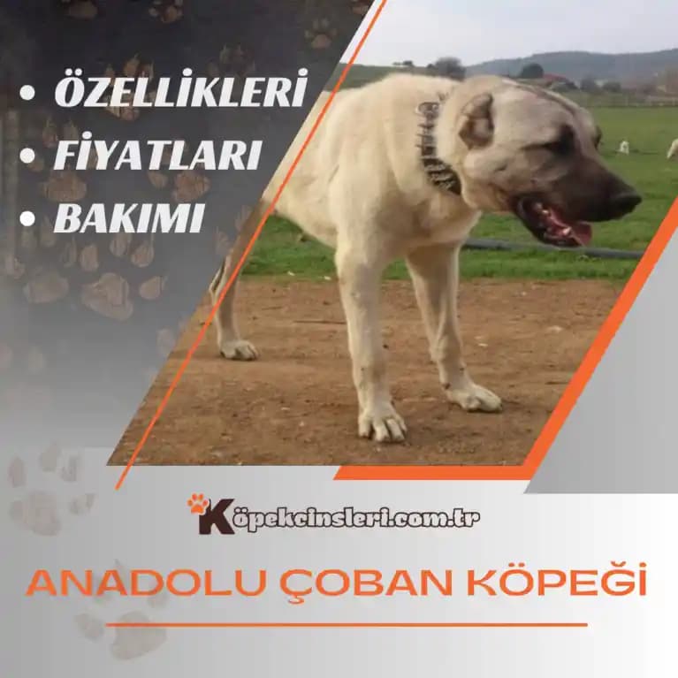 Çoban Paltosu: Geleneksel Türk Giysisi Modern Moda ile Buluşuyor