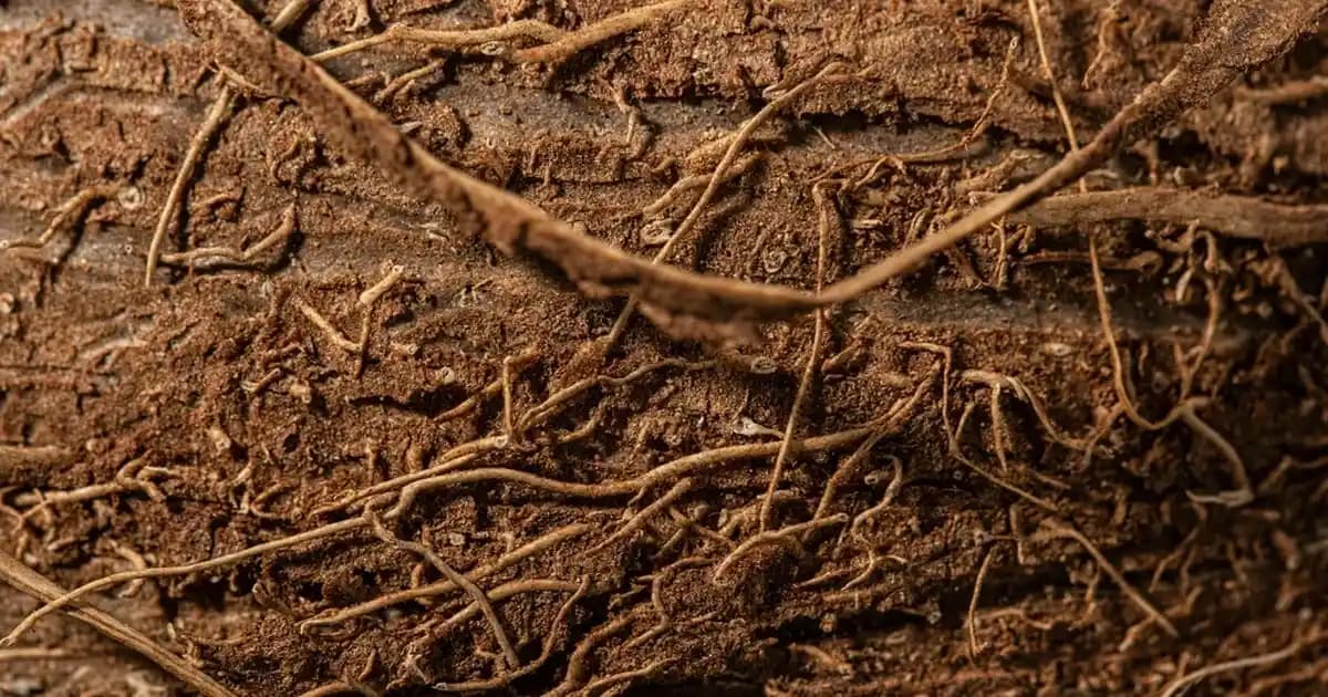 Merter Ayakkabı Toptan: Kaliteli ve Uygun Fiyatlı Giyim Aksesuar Çözüm Merkezi