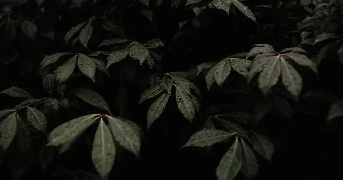 Mor Ayakkabılar: Moda ve Stil İkonu Olarak Renkli Ayakkabı Seçenekleri