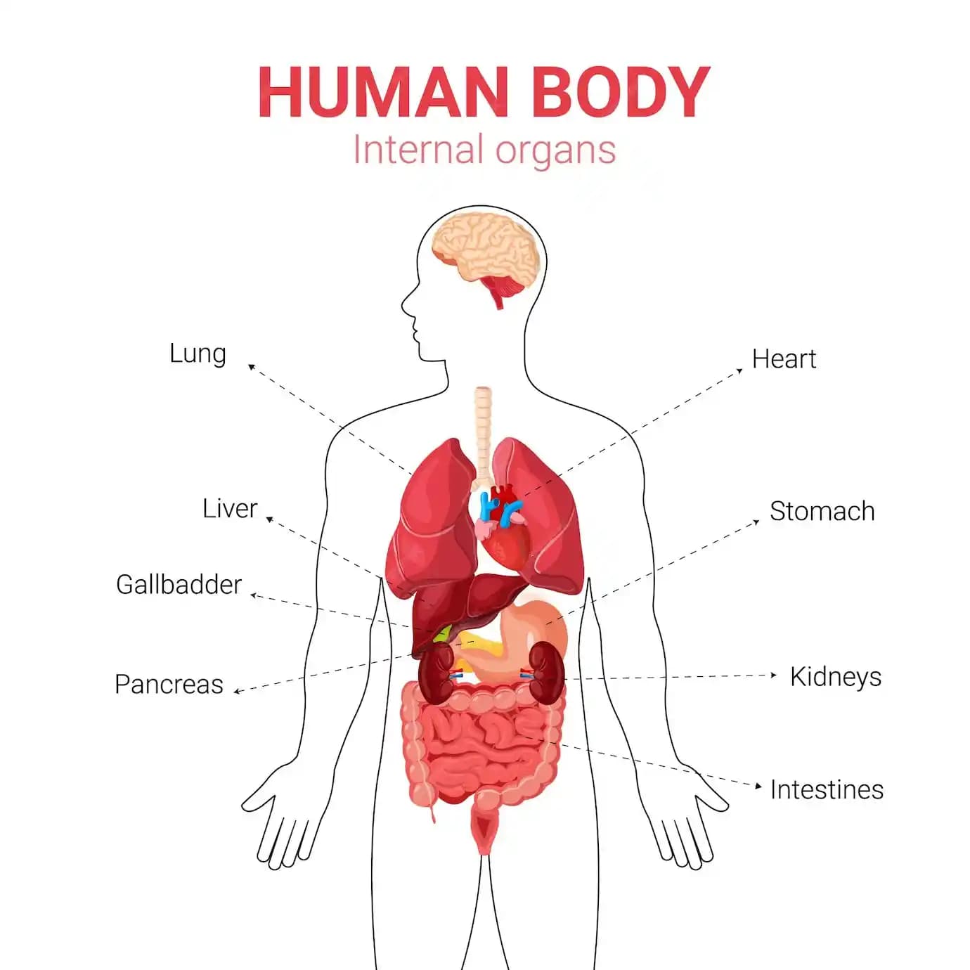 Temel ve Şık Giyim İçin Basic Body Ürünleri ve Kombinasyon İpuçları