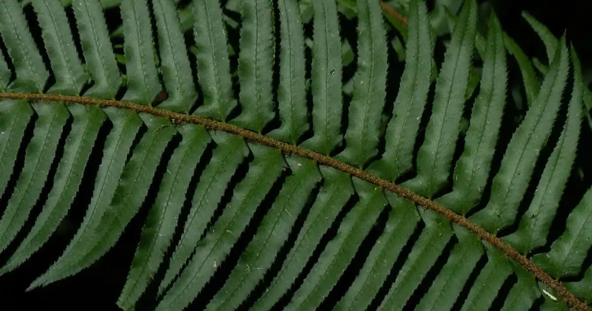 Koyu Kahverengi Etek Kombinleri Üzerine Mevcut Verilerin Analizi ve Moda İçerik Değerlendirmesi