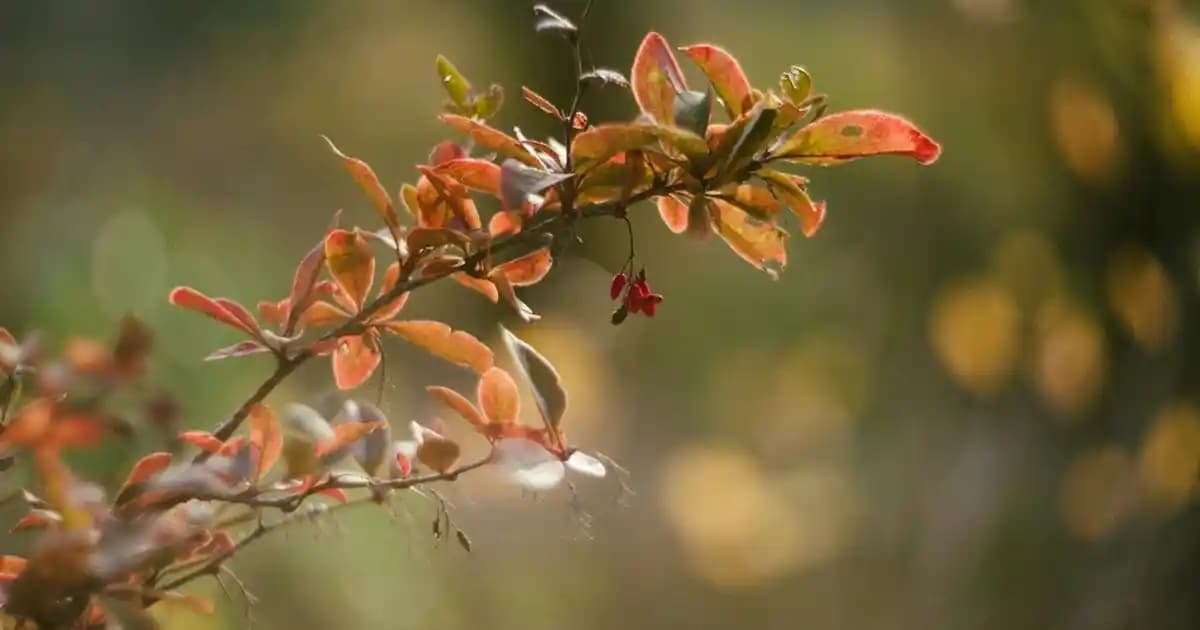 50 Yaş Erkekler İçin Şık ve Rahat Giyim Trendleri ve Kombin Önerileri