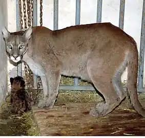 Antalya’da Puma: Moda ve Sporun Buluştuğu Şehirde Marka Etkisi ve Trendler