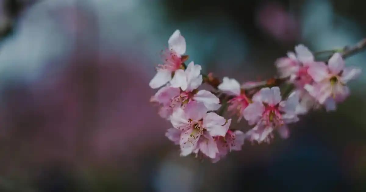 Bilekte Pantolon Nedir ve Moda Trendlerindeki Yeri Hakkında Detaylı Bilgi