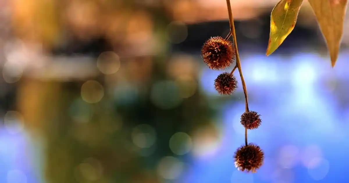 Calvin Klein Erkek Boxer 3'lü Setleri: Şıklık ve Konforun Mükemmel Buluşması