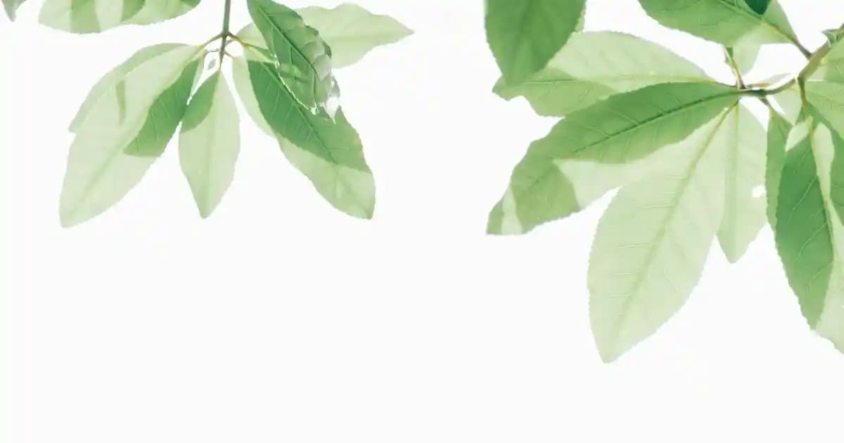 Erkek Ceket Yaka İğnesi: Tarihçe, Trendler ve Stil İpuçları