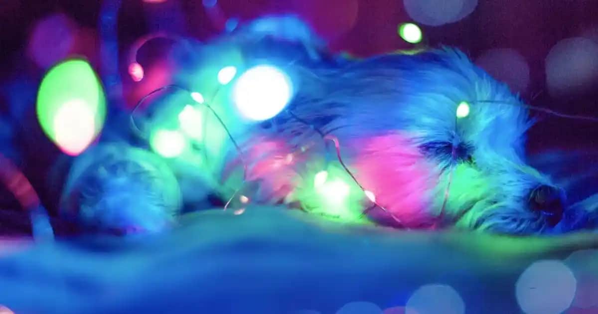 Erkekler İçin Adidas Tayt Koleksiyonu: Moda ve Fonksiyonelliğin Mükemmel Buluşması