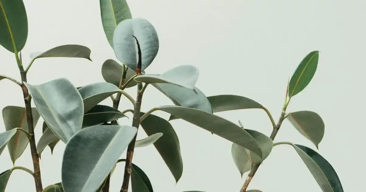 Erkekler İçin Pardesü Modelleri: Güncel Trendler ve Doğru Seçim İpuçları