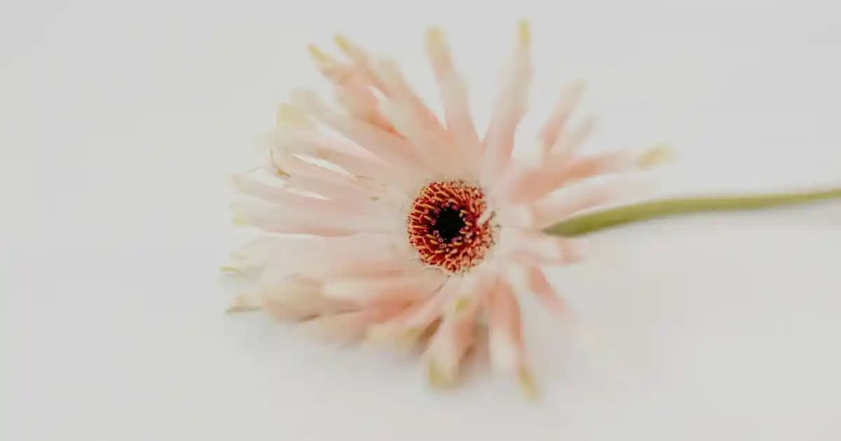 İç Kürklü Çorap Modası: Sıcaklık ve Şıklığın Modern Buluşması