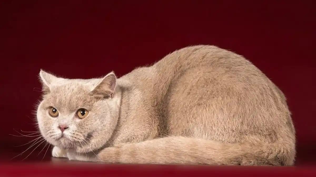 Kahve Rengi Moda Trendleri ve Kombinasyon İpuçlarıyla Şıklık Yaratın