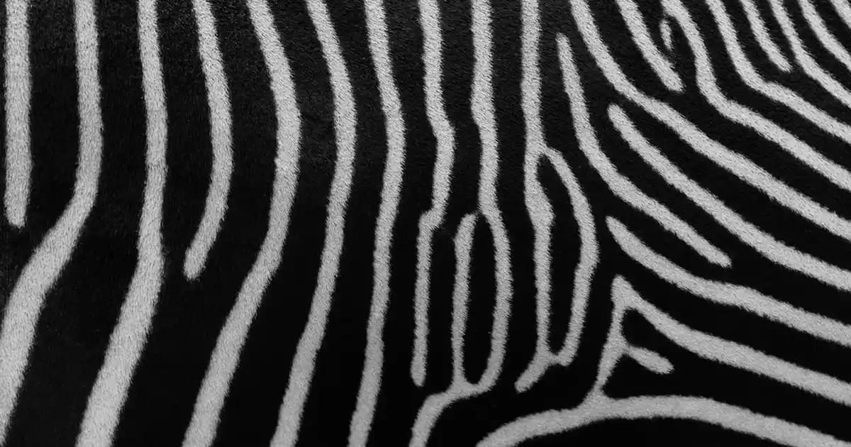 Polo Kadın Kabanları: Şıklık ve Fonksiyonelliği Bir Arada Sunan Moda Parçası