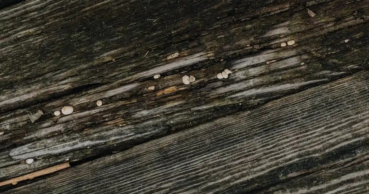 Siyah Ugg Mini Modelleri ile Şıklık ve Rahatlık Bir Arada