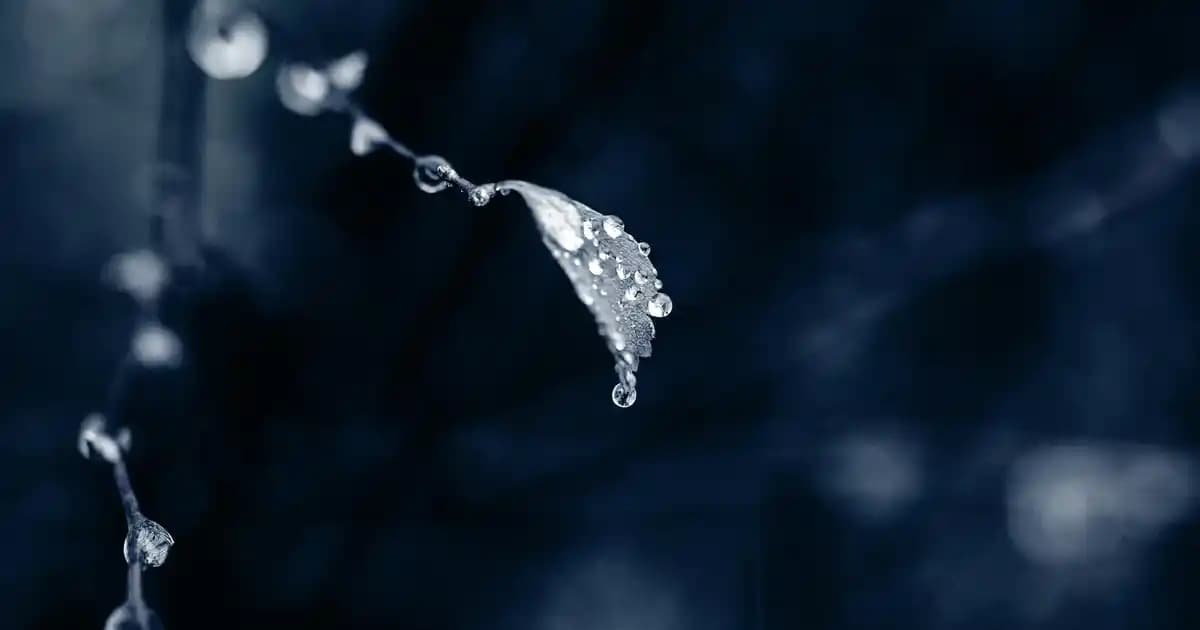 Skechers Kadın Ayakkabıları: Konfor ve Şıklığın Buluştuğu Modern Seçenekler