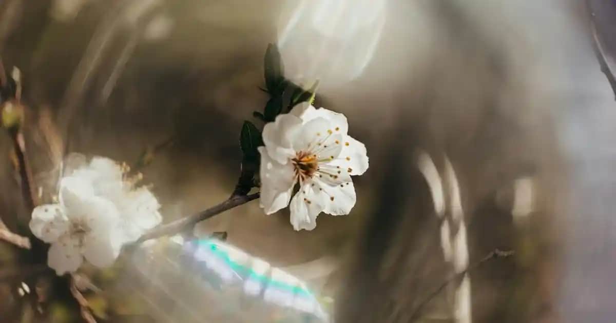 Kadın Giyiminde Popüler Olan Transparan Külotların Modadaki Yeri ve Tasarımları