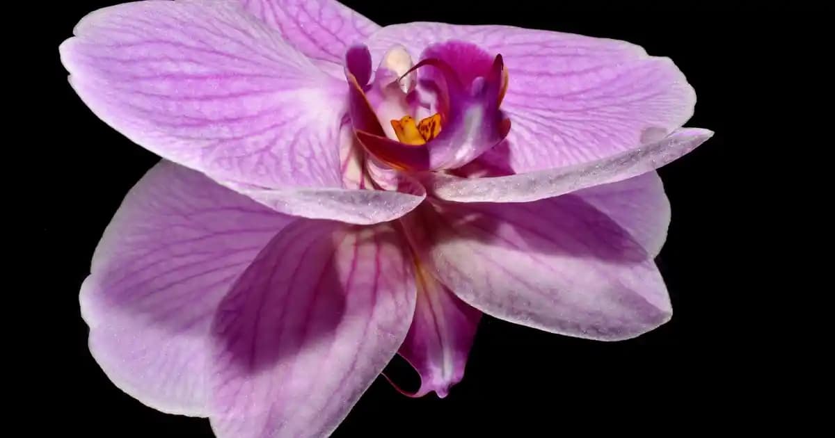 Merserize Yelek Modelleri: Şıklık ve Rahatlığı Bir Arada Sunan Tasarımlar