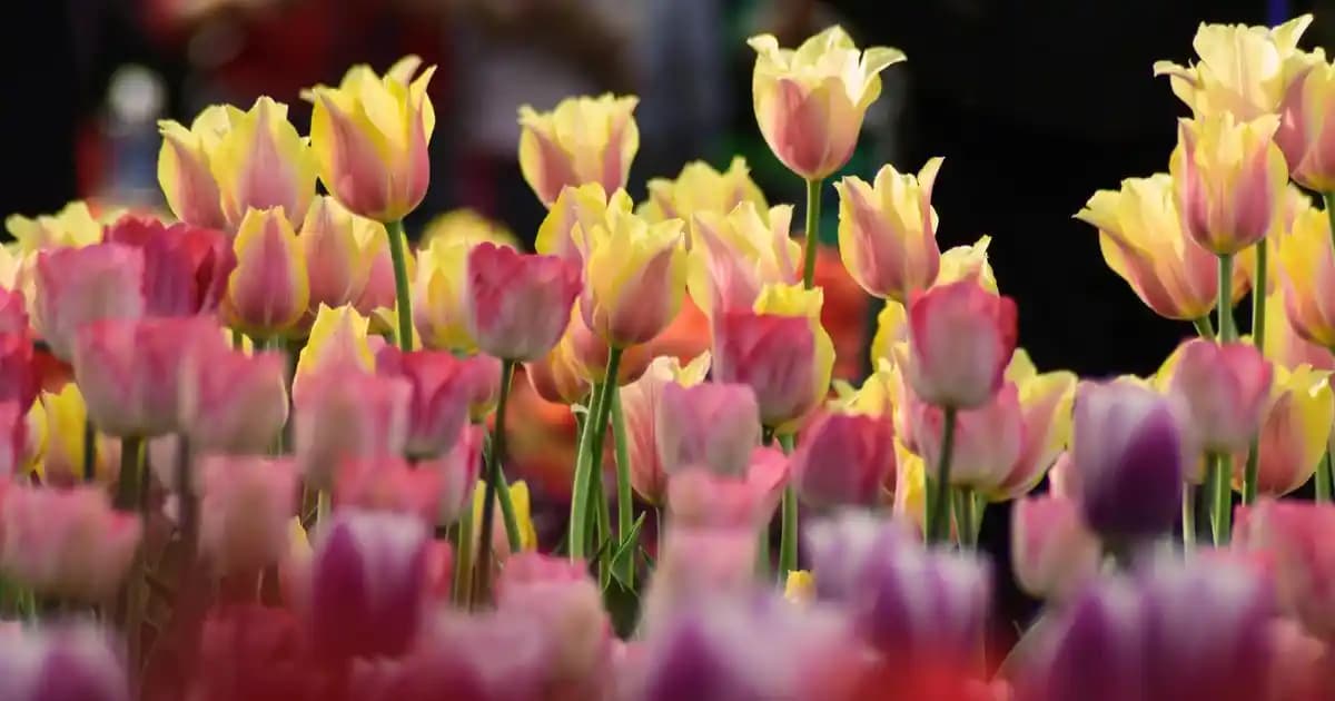 2025'te Zara Leopar Pantolonlarıyla Cesur ve Şık Stilinizde Fark Yaratın