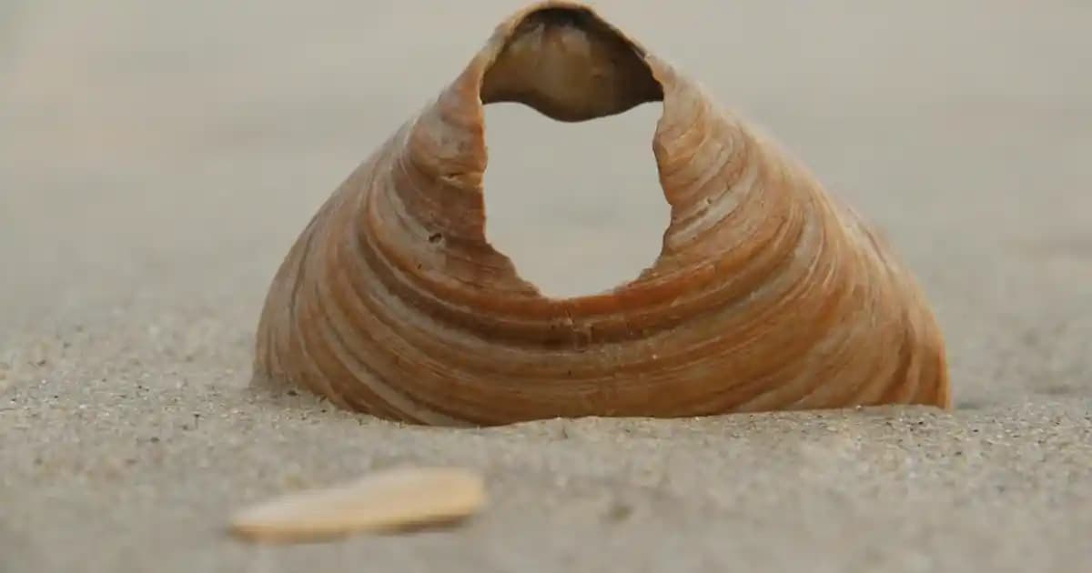 Zara Siyah Şort Etek: Şıklık ve Konforun Mükemmel Buluşması