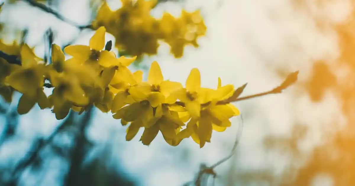 Süvari Damatlık Takım Elbisesi ile Düğünlerde Şıklığın Zirvesine Ulaşın