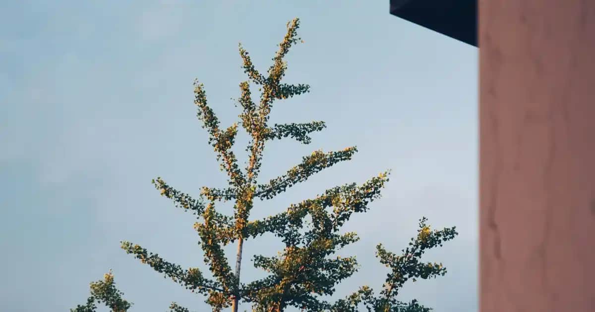 UGG Fermuarlı Botlar: Şıklık ve Konforu Bir Arada Sunan Kış Ayakkabıları