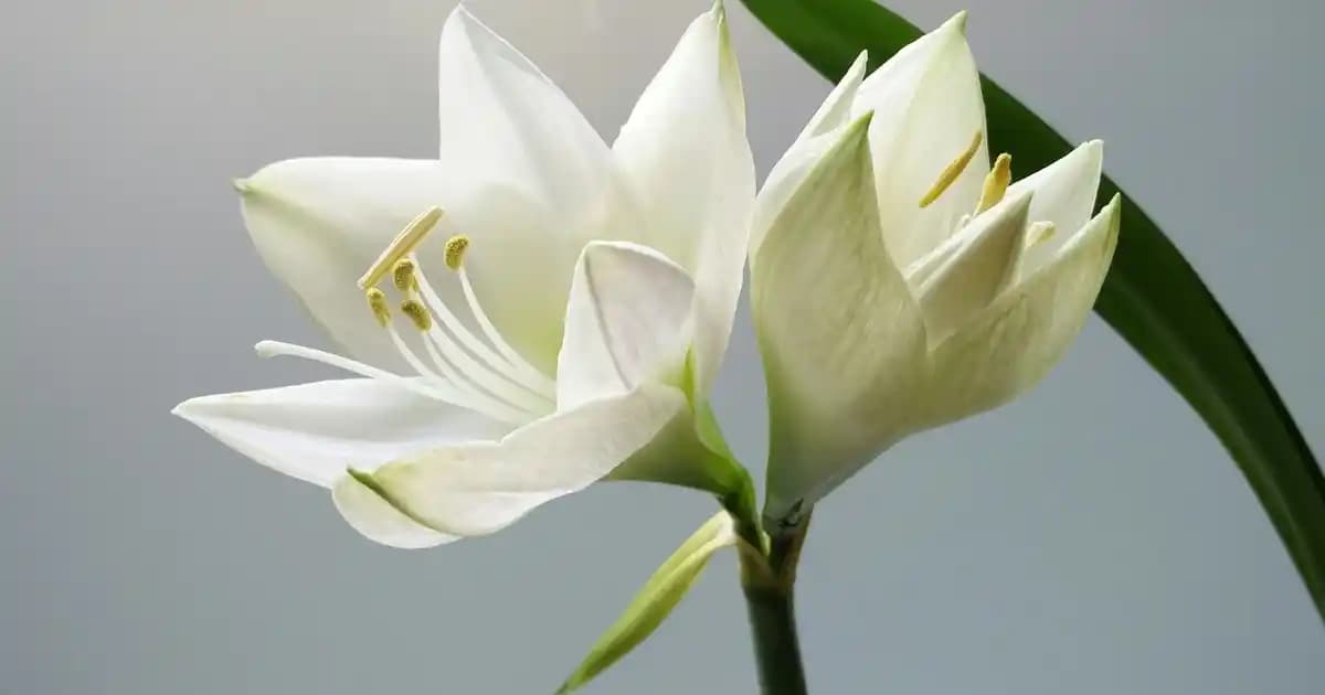 Yarım Kollu Şişme Montlar: Modern ve Pratik Moda Trendleri ve Kombin İpuçları